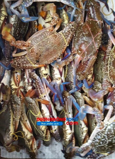 Hải sản tươi